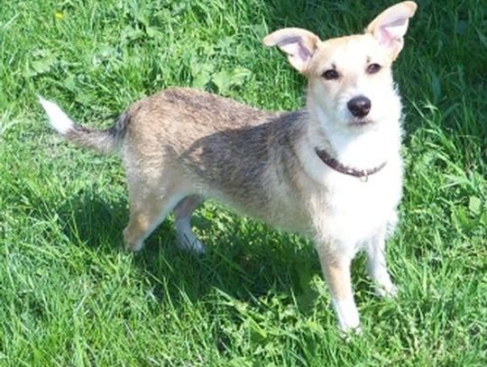 Psy na cenzurowanym. Kto ma sprzątać po czworonogach?