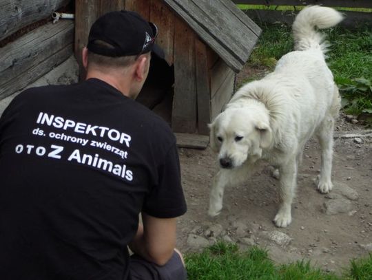 Psy na krótkim łańcuchu - w czerwcu porzucono 60 zwierząt!