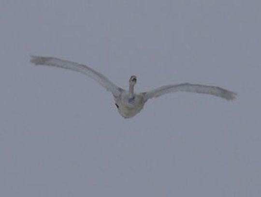 Ptaki bez granic. Z brzydkiego kaczątka - w wytrwałego podróżnika