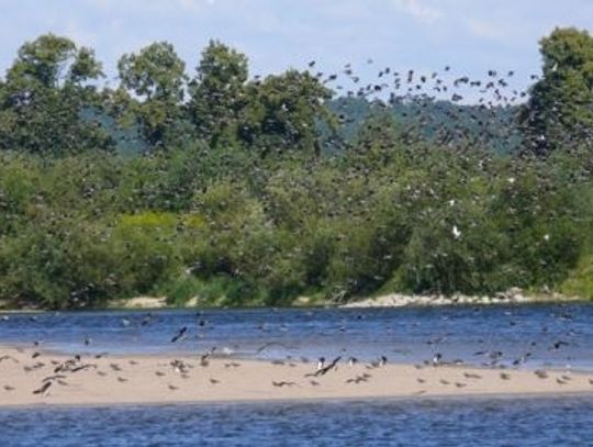 Ptasia ostoja zadeptana przez żeglarzy!