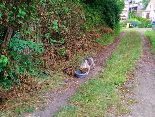 Rozpoznajesz te psy?