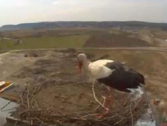 Ruch w monitorowanym bocianim gnieździe