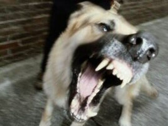 Rzucił się i pokąsał twarz. Mieszkanka zaatakowana przez bezpańskiego psa