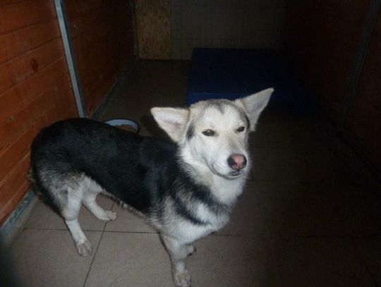 Rzucili psem jak workiem. Policja szuka właścicieli