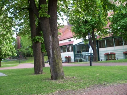 Sadzimy „trójkowe” drzewo