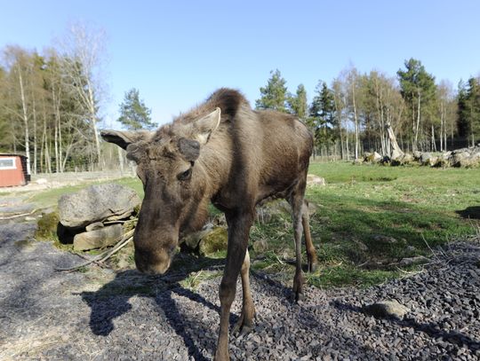 Safari z łosiami i tysiące wysp. Tczewianie na wakacjach - Szwecja