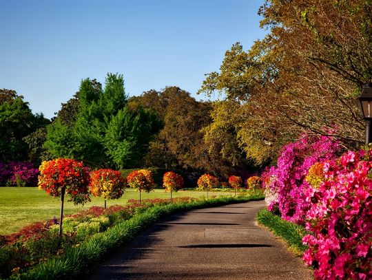 Samodzielnie czy z projektantem? Podpowiadamy, jak urządzić przydomowy ogród