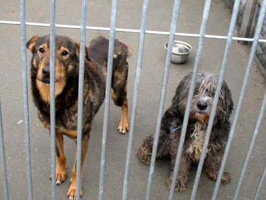 Smutni „bracia mniejsi” - czekają w schronisku