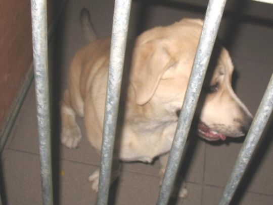 Sprawa dla prokuratury. Pies okrutnie katowany w obecności dziecka