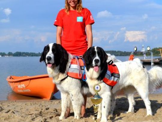 Sprawdź jak pracują psy ratownicze