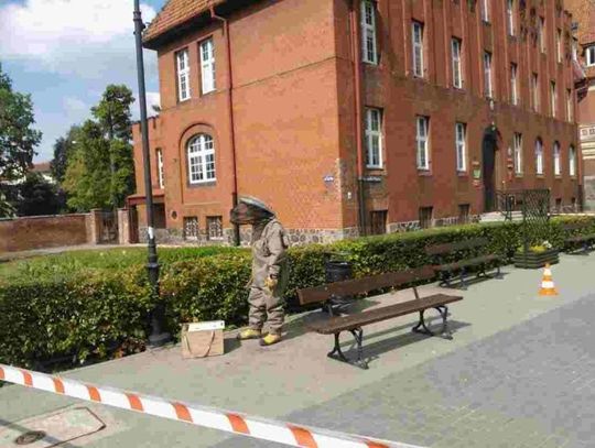 Strażacy usunęli rój pszczół