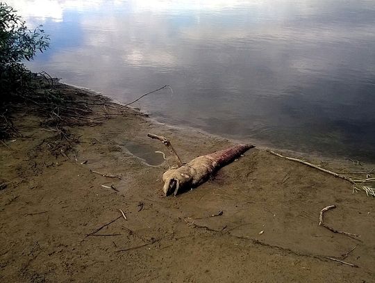 Takie stworzenia żyją w Wiśle! 2-metrowe "coś" wyrzucone na brzeg