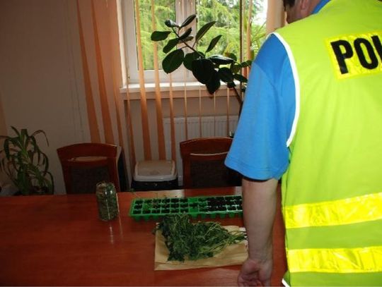 Tczewscy policjanci zlikwidowali uprawę konopi! 13 krzaków zarekwirowanych