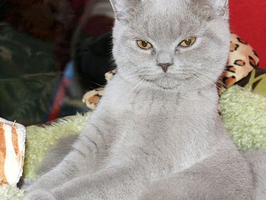 Te co mruczą i uspokajają. Karnawałowy pokaz kocich piękności 