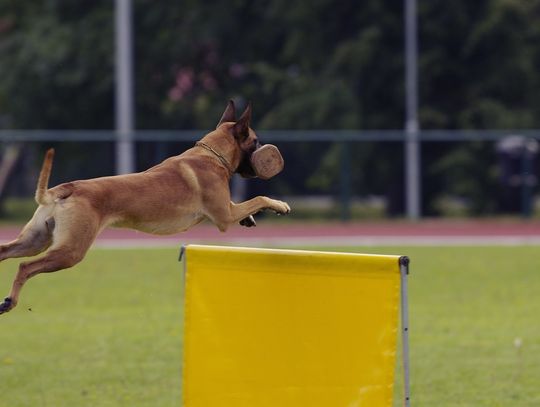 To będzie widowiskowy pokaz psich umiejętności. Dziś na bulwarze zawody Flyball!