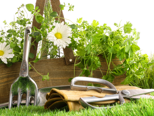 Top 5 ziół, które warto mieć w swoim ogrodzie