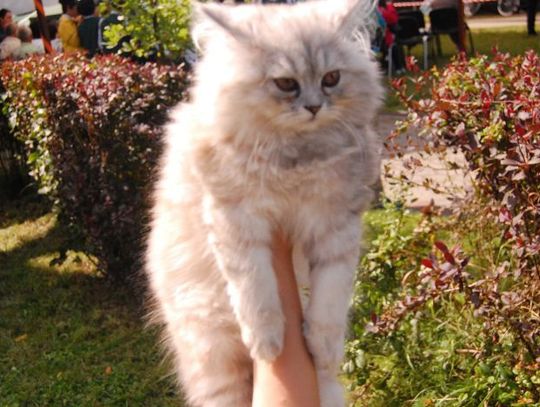 Towarzysze samotnych kobiet? Piękne koty czekają na adopcję