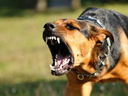 Tragedia w Rokitkach. Trzy psy dotkliwie pogryzły 9-latkę!