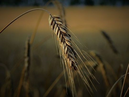 Tragiczne skutki suszy - jakie są warunki uzyskania pomocy finansowej?