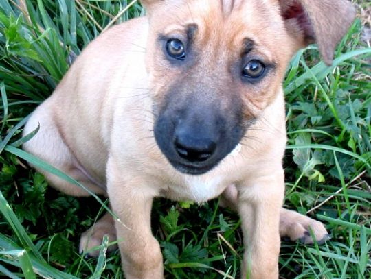 Tragiczny finał świątecznych podarunków. Nie kupuje zwierząt w prezencie!
