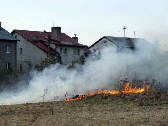 Trawy płoną - ekologiczny dramat. Giną ptaki i małe ssaki