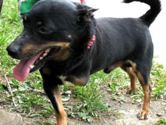 Trójnogi Księciunio czeka na przyjaciela