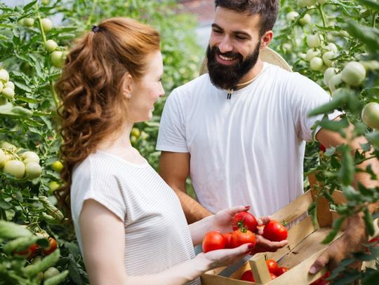 Twój przewodnik po sadzonkach pomidora malinowego