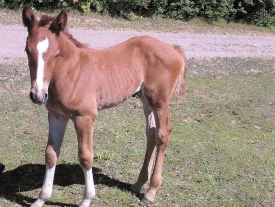Ukradł źrebaka! Policja szuka &amp;quot;kasztana&amp;quot;