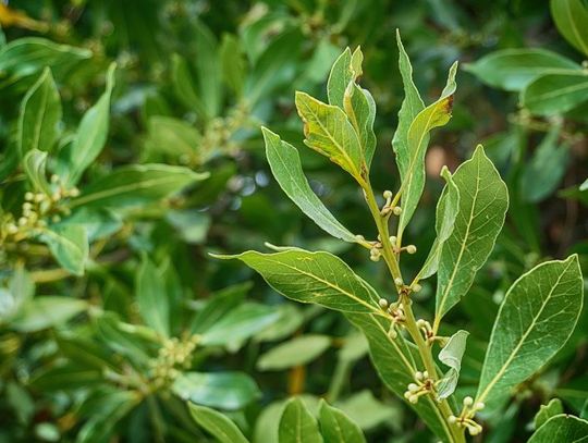 Uprawa ogórków, liścia laurowego, imbiru, jagody goja. Co powinieneś o nich wiedzieć?