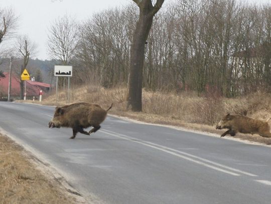 Uważajmy na dzikie zwierzęta na drodze. Policjanci apelują o rozwagę podczas jazdy!