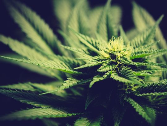 W jakim celu zaleca się palenie suszu CBD?