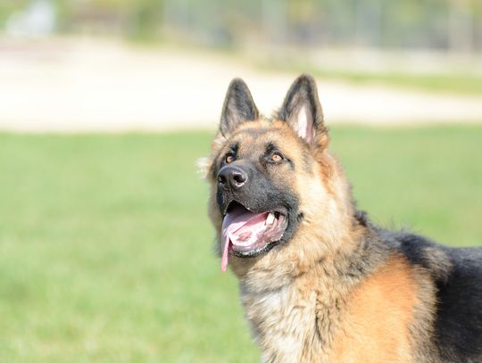 W Tczewie już nie zapłacisz za czworonoga. Powód? Coraz mniej rejestrowanych psów