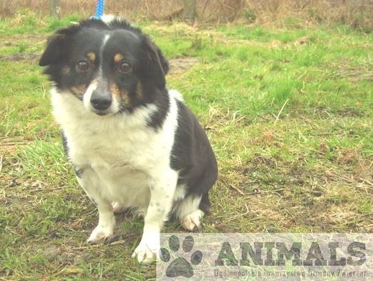 W tczewskim schronisku - psy czekają na nowych opiekunów