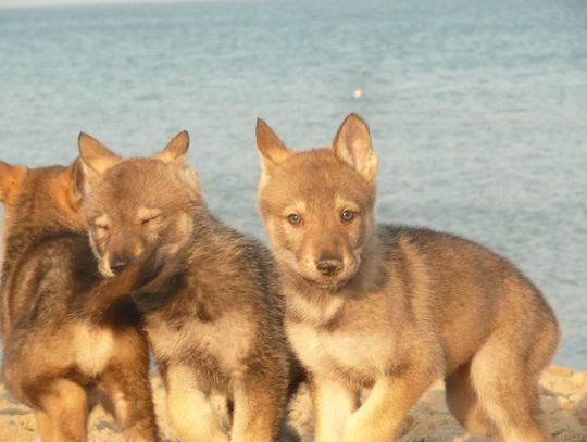 Wilczak, czyli... skok ze spadochronem. Im bardziej brudny i zmęczony...