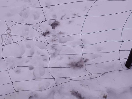 Wilki w Lisówku. Nadleśnictwo uspokaja: „Nie ma powodów do paniki”