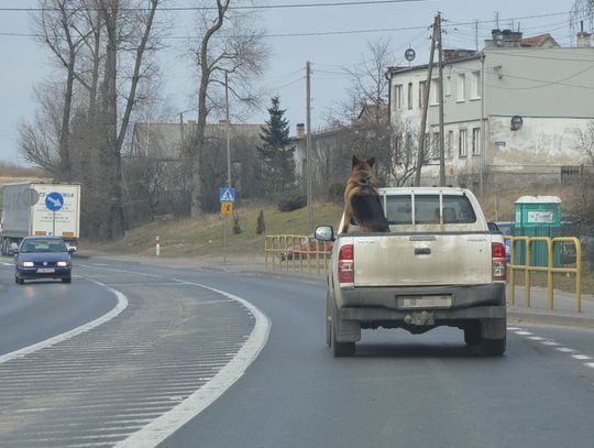 Wiózł psa na pace. Ten skakał i szczekał na przechodniów
