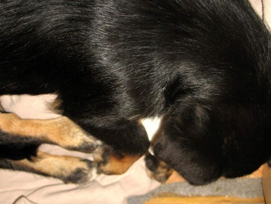 Właściciel wyrzucił psa z okna bloku