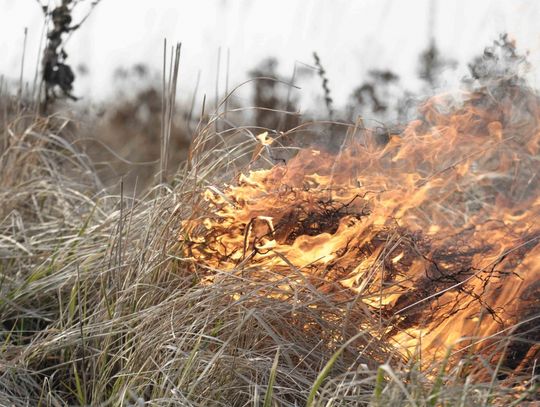 Wypalanie traw jest przestępstwem. Niech Krasna Horka będzie nauczką...