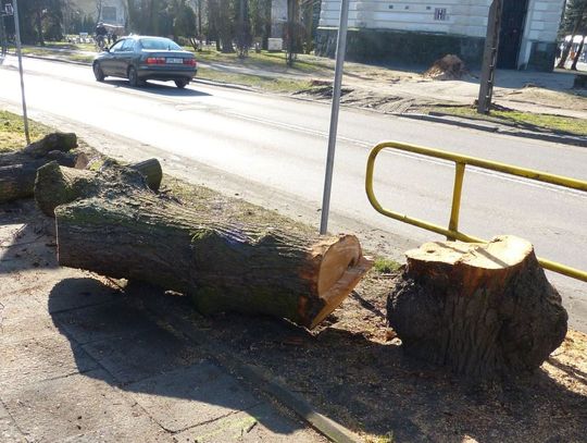 Zamiast historycznego drzewostanu... kocimiętka