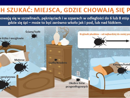 Zaniepokojeni mieszkańcy alarmują... Plaga pluskiew w gminie Pelplin? 