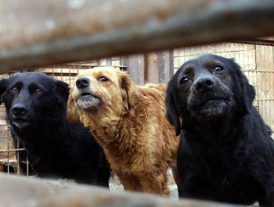 Zapraszają na Psi Festyn