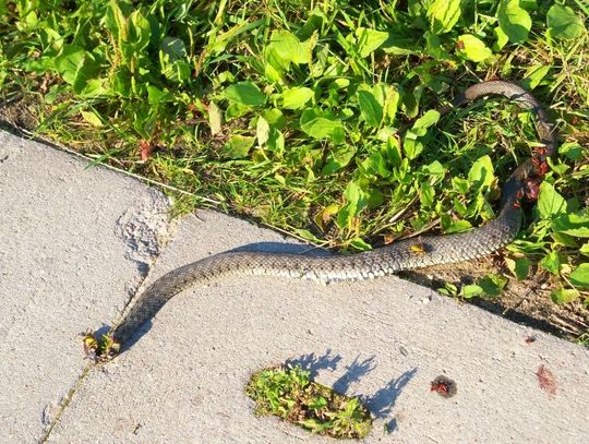 Zaskroniec na drodze. Oczyszczanie brzegów i dna Kanału Młyńskiego