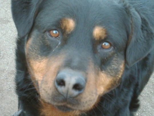 Zastrzelił psa z wiatrówki