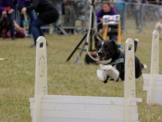 (ZDJĘCIA) Szybkie, sprytne, cudowne - "fruwające" psy na tczewskim bulwarze