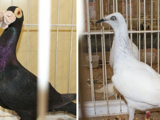 (ZDJĘCIA) Tak, to gołębie! Ptasie piękności pozowały w Zespole Szkół Rzemieślniczych i Kupieckich