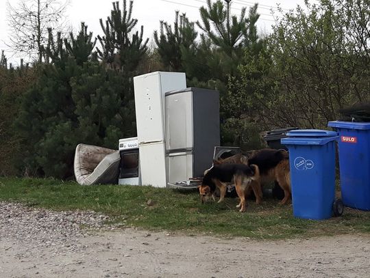 Zero wniosków! Czytelnik sfotografował psy bez kagańców