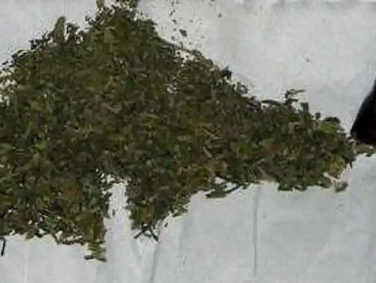Zielony susz okazał się marihuaną! Za posiadanie i handel odpowie 50-letnia tczewianka