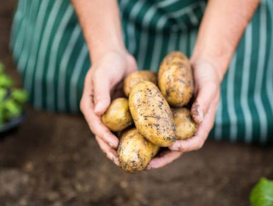 Ziemniaki sadzeniaki: sekret obfitych plonów, o którym wie niewielu!