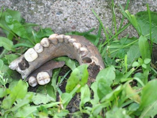 Znalezione w parku ludzkie kości mają co najmniej pół wieku