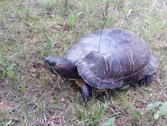 Żółw znaleziony na "jedynce" może mieć nowego właściciela